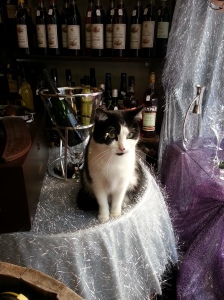 Un chat curieux plein de poussière chez une caviste du Puy-en-Velay
